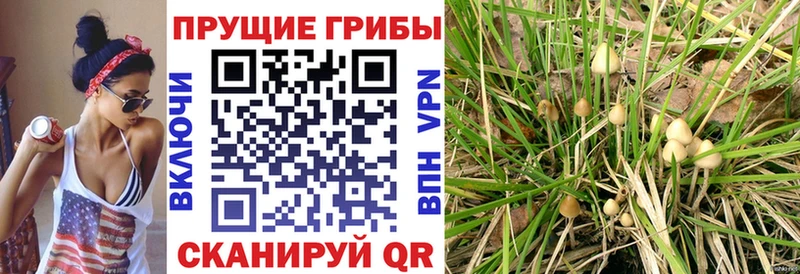 Псилоцибиновые грибы MAGIC MUSHROOMS  даркнет формула  Калуга  ссылка на мегу рабочий сайт 